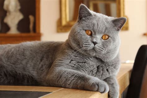 levage british shorthair metz|Chatterie du Mont dElarwin : élevage de chat British Shorthair